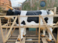 Life-size fiberglass cow statue figure