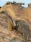 Natural Rootwood Coffee Table – Solid Wood- One of a Kind