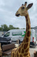2.2m realistic Giraffe statue figure