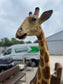 2.2m realistic Giraffe statue figure
